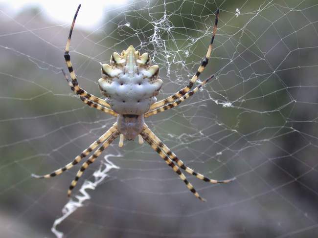 Argiope lobata